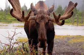 Moose Antlers • How They Grow and What They Tell You