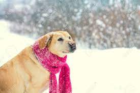 Check spelling or type a new query. Labrador Retriever Dog Dressed In A Red Knitted Scarf Walks In The Snow Stock Photo Picture And Royalty Free Image Image 97936893