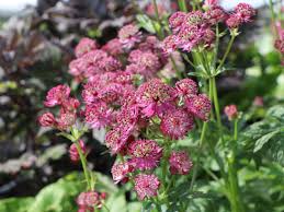 For added interest, bracts remain attractive even after the flowers fade. Sterndolde Star Of Beauty Schonste Stauden Expertenwissen