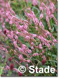 Bistorta Amplexicaulis Pink Elephant Garten Kerzen Knoterich Hier Bestellen Stauden Knoterich Pflanzen