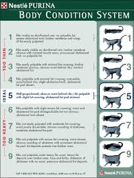 Treatment Of Obesity In Cats And Dogs Todays Veterinary