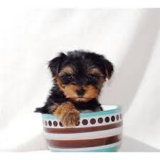 There are also dogs in rescue groups that need homes.if you see a dog you love on my page, please contact the. Puppies For Adoption Asheville Nc The Y Guide