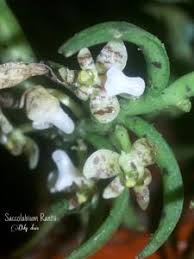 Image result for Schizochilus sulphureus