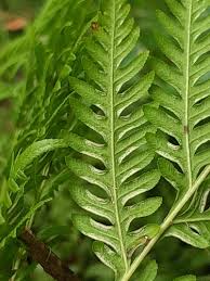 Image result for Cyathea mossambicensis