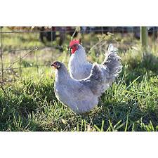 Hoover S Hatchery Lavender Orpington Chickens 10 Count Baby Chicks At Tractor Supply Co Lavender Orpington Chickens Baby Chicks Breeds