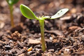 We did not find results for: Seedling Of Sunflower Macro Of A Sunflower Seedling Growing In Its Natural Soil Affiliate Macro Seedling Seed Sunflower Seedlings Seedlings Sunflower