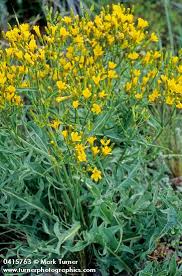 Image result for Crepis