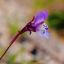 Image result for Linaria