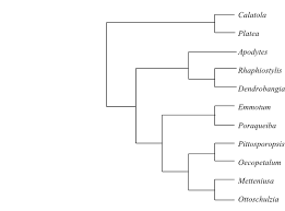 Image result for Rhaphiostylis