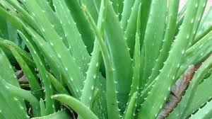 Image result for Aloe