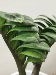 Image result for Zamiokulkas Zamioculcas
