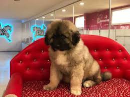 satilik kafkas coban kopek yavru fiyatlari dogs animals
