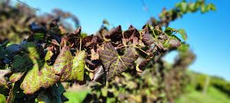 Image result for Grapevine leafroll virus