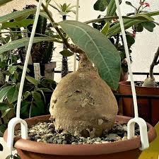 Image result for Raphionacme madiensis