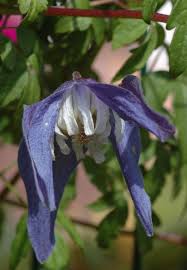 Image result for Clematis uhehensis