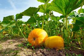 Browse a wide variety of prices and suppliers for the best pumpkin soil for you. When To Plant Pumpkins Kellogg Garden Organics