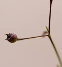 Image result for Oldenlandia affinis