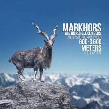 Maybe you would like to learn more about one of these? The Majestic Markhor National Animal Of Pakistan 9gag