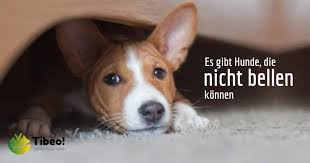 Keine frage, industriell hergestelltes hundefutter ist eine erfindung der neuzeit. 12 Verbluffende Fakten Uber Hunde Die Du Noch Nicht Wusstest Tibeo