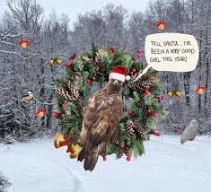 Raptor Education Foundation...