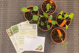 Growing edible flowers in singapore. Gardening Plots To Increase Twofold By 2030 Nparks To Give Away Seed Packets To Spur Growing Vegetables At Home Singapore News Top Stories The Straits Times