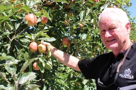 Gathering apples from your local orchard, taking them home, and whipping up your favorite recipe. Mr Apple S Orchard Plan Hits The Mark In New Zealand Fruit Growers News