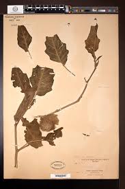 Image result for Datura inoxia