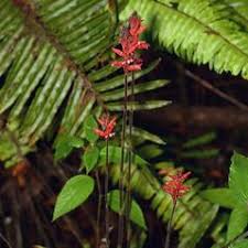 Image result for Cyathula lanceolata