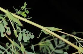 Image result for Aeschynomene mossambicensis
