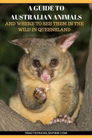 A Guide To Native Australian Animals And Where To Find Them In Their Natural Habitat Native Australian An Wildlife Travel Australian Animals Australia Travel
