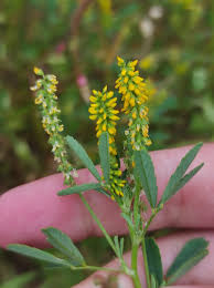 Image result for Melilotus indicus