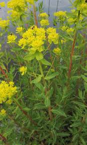 Image result for Euphorbiaceae