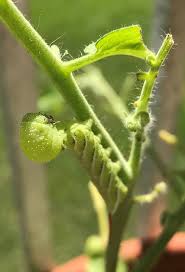 The tomato worm, or tomato hornworm, can quickly destroy a tomato crop. Be Vigilant To Keep Tomato Plants Free From Hornworms Brigantine Pressofatlanticcity Com