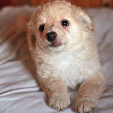 Aaaw Isn T He Adorable More Photos And Story Aivis Bukmanodraugas Please Donate Us By Paypal Bukmanodraugas Inbox Hayvan Barinagi Barinak Kopekleri