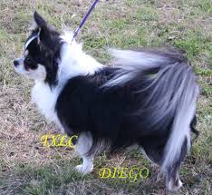 Why buy a chihuahua puppy for sale if you can adopt and save a life? 55 Long Haired Applehead Teacup Chihuahua For Sale L2sanpiero