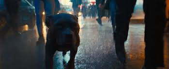 Filmkritik „john wick 3 massaker wegen eines toten hundes chad stahelski ist ein meister des actionsfilms. Klaff Konzert Zum Schiess Orchester Wie Hunde Auf Den John Wick 3 Trailer Reagieren