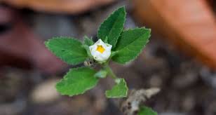 Image result for Sida javensis