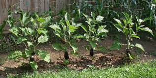 Eggplants Easy To Grow With Surprising Variety And Versatility Piedmont Master Gardeners