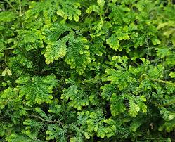 Image result for Selaginella dregei