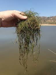 Image result for Stuckenia