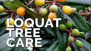 Also known as the japanese plum, the loquat is a small evergreen tree that reaches only 25 feet, making it a excellent choice for small yards and tight spaces. Epic Gardening How To Grow Loquat Trees And Get A Ton Of Fruit Facebook