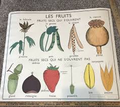 Rare Vintage French School Chart Poster Le Graine Botanical Seeds Fruit Wall Art French Editionsrossignolmo Botanical Collage School Posters Botanical Poster