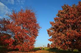 Autumn Is Gorgeous In England And The U S But There S One Big Difference Between The Two Autumn England Gorgeous