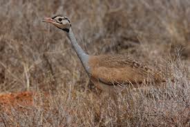 Image result for Sartidia angolensis