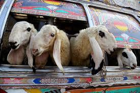 This year the dates of eid al fitr are expected to fall on 12 may 2021 but 13 may in pakistan. Muslims Worldwide Celebrate Eid Al Adha