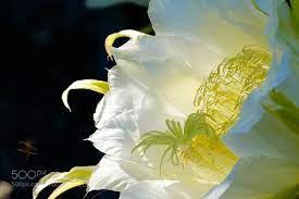 pin by debra ruh on nature photo girl photos nature