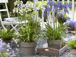 Certaines plantes apprécient les expositions plein sud et le plein soleil, mais en pot n'oubliez pas de les arroser ! Agrementer Sa Terrasse Ou Son Balcon Avec Des Plantes En Pot Silence Ca Pousse