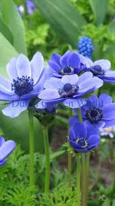 Anemone Coronaria Mr Fokker Top Kwaliteit Bloembollen Summer Flowering Bulbs Beautiful Flowers Purple Flowers