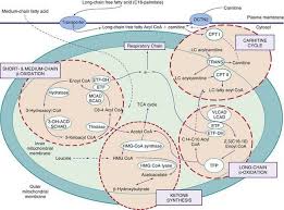 Image result for MCAD Deficiency