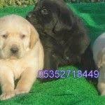 Elit Yavru Kopek Labrador Yavrulari Satilik Kopekler Labrador Yavrulari Yavru Kopek Kopek